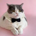 Elegant Crochet Pet Collar – Classic Bow Design